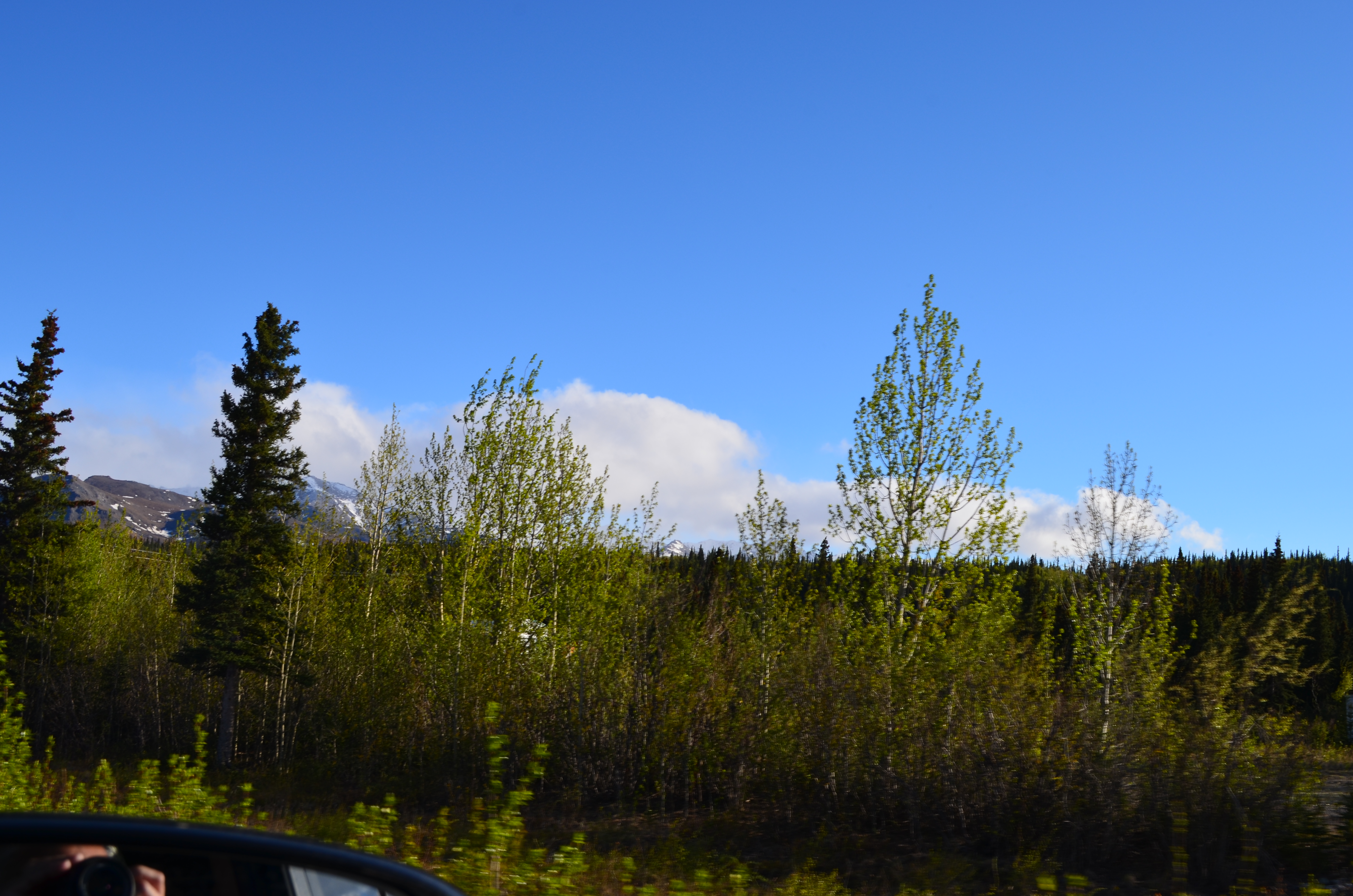 ./2017/08 - Alaska Cruise/03 - Denali/DSC_0160.JPG